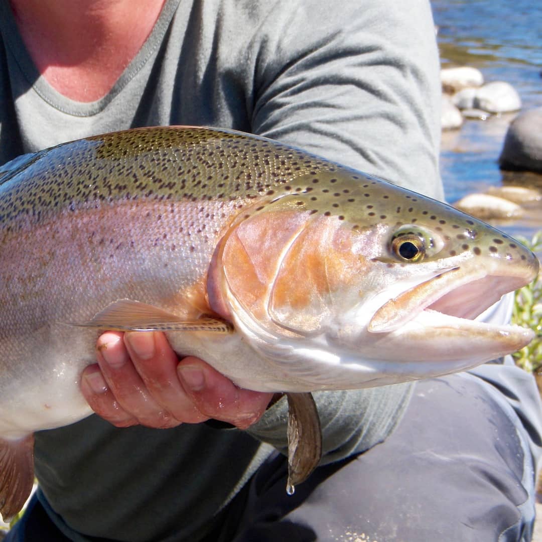 Fly Fishing Spots Taupo Tongariro