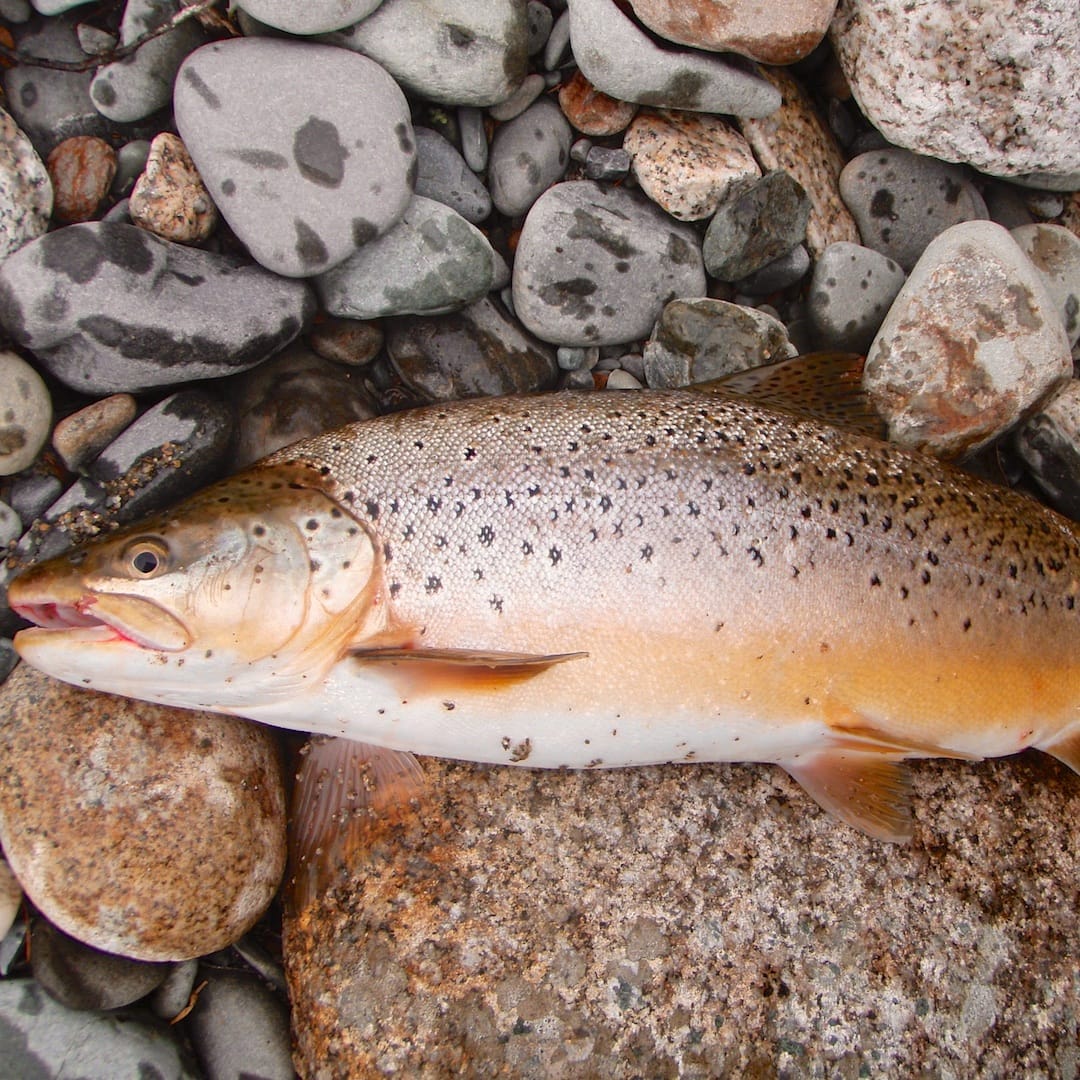 Fly Fishing Spots Taupo Tongariro