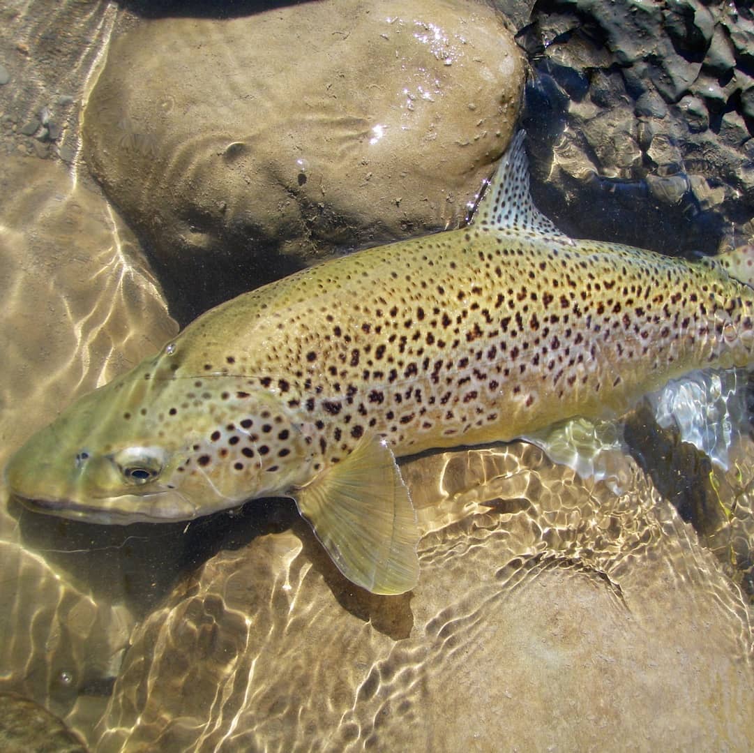 Riverstone Fly Fishing Guides Taupo Tongariro