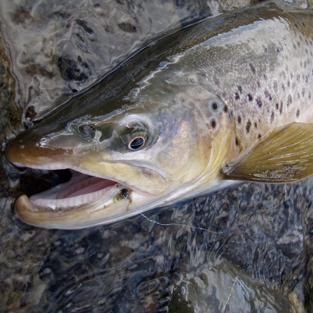 riverstone-fly-fishing-guides-taupo-tongariro