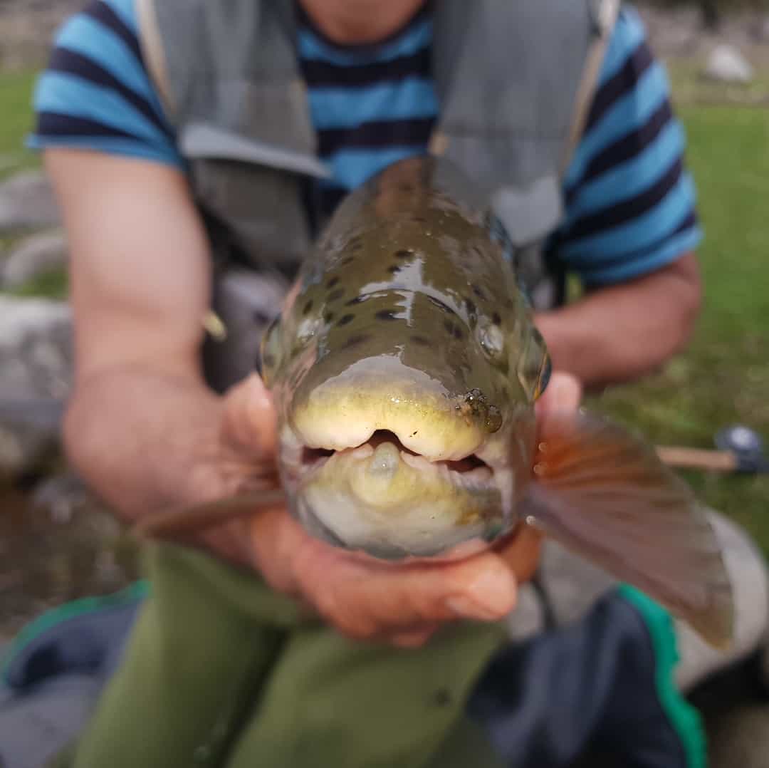 Fly Fishing Reports Taupo Tongariro