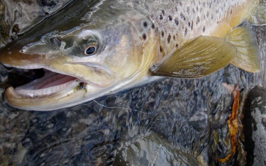 Category Fly Fishing Reports Riverstone Fly Fishing Guides