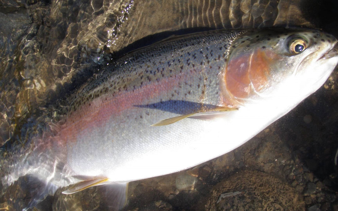 Tongariro Fishing Report